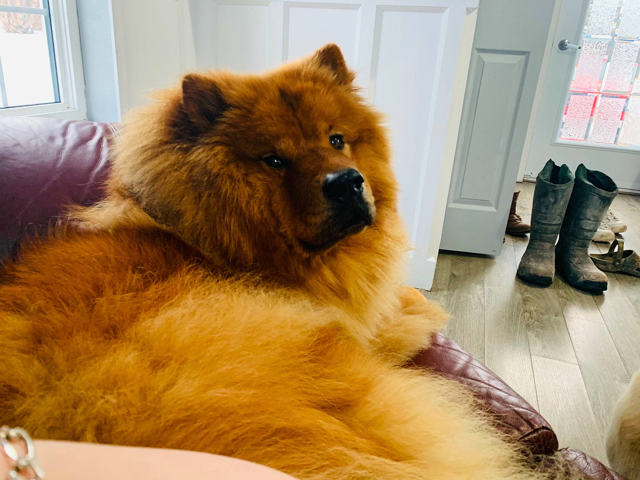 Zeus joined the competition — help win amazing prizes! bear, canidae, carnivore, chow_chow, claw, companion_dog, dog_breed, door, eye, fawn, felidae, flooring, fur, giant_dog_breed, paw, snout, terrestrial_animal, whiskers, wildlife, window
