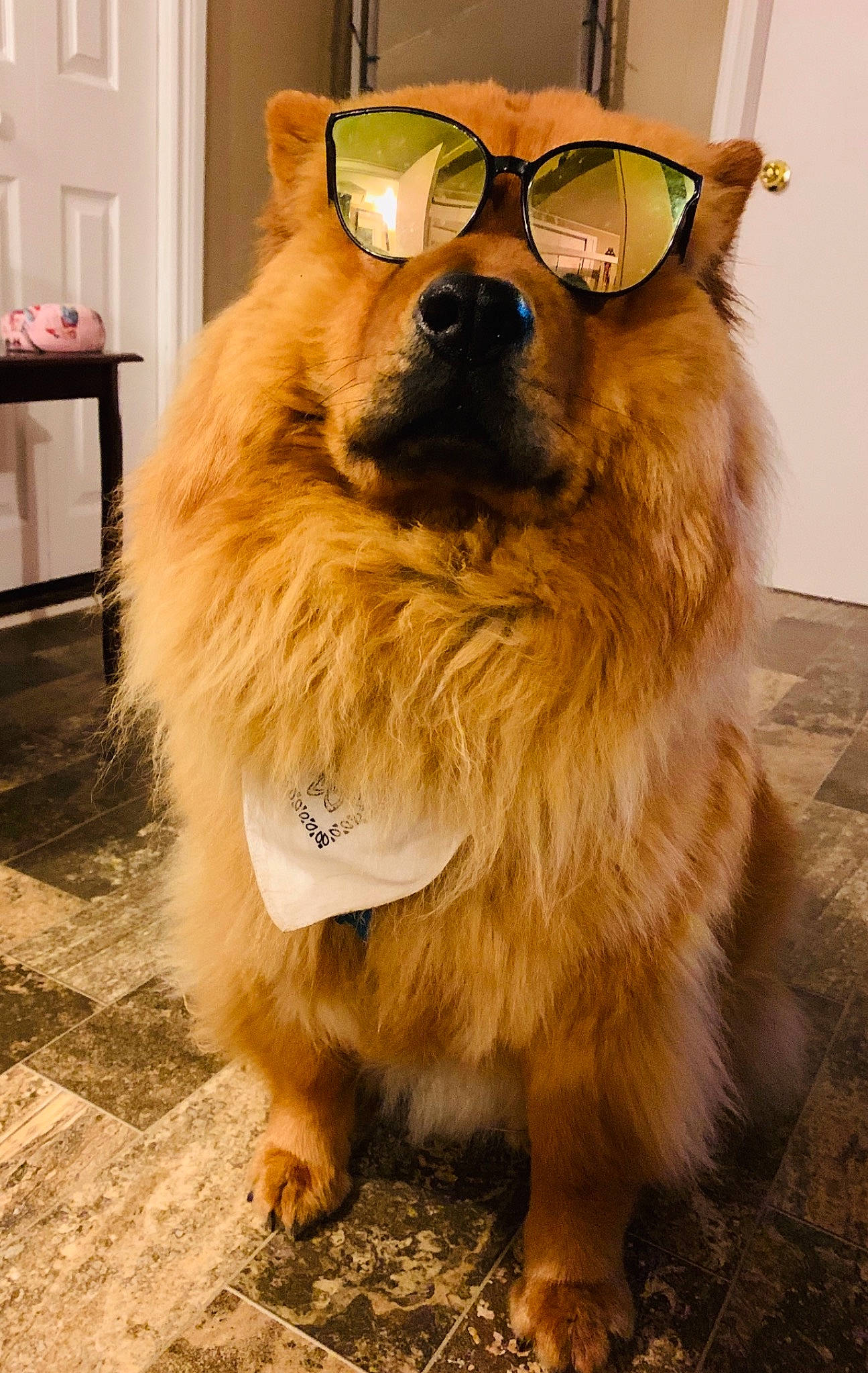 Zeus is registered to the contest to win money with this photo: canidae, carnivore, companion_dog, dog, dog_breed, dog_supply, eyewear, fawn, flooring, fur, liver, pet_supply, photograph, snout, sporting_group, sunglasses, tail, whiskers, wood, working_animal