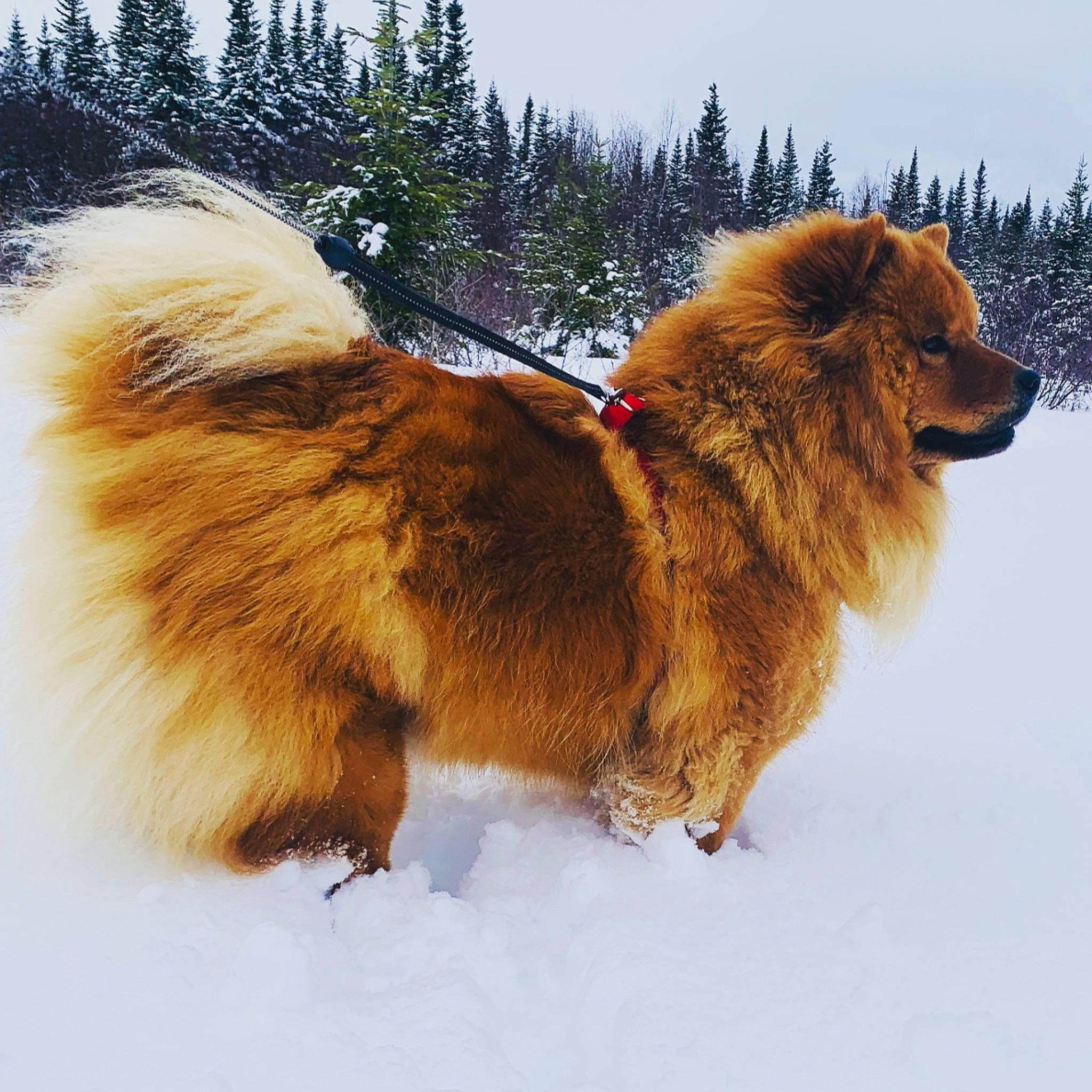 Zeus is registered to the contest to win money with this photo: ancient_dog_breeds, canidae, carnivore, companion_dog, dog, dog_breed, fur, liver, paw, sky, snout, snow, sporting_group, tail, terrestrial_animal, tree, wildlife, winter, working_animal, working_dog