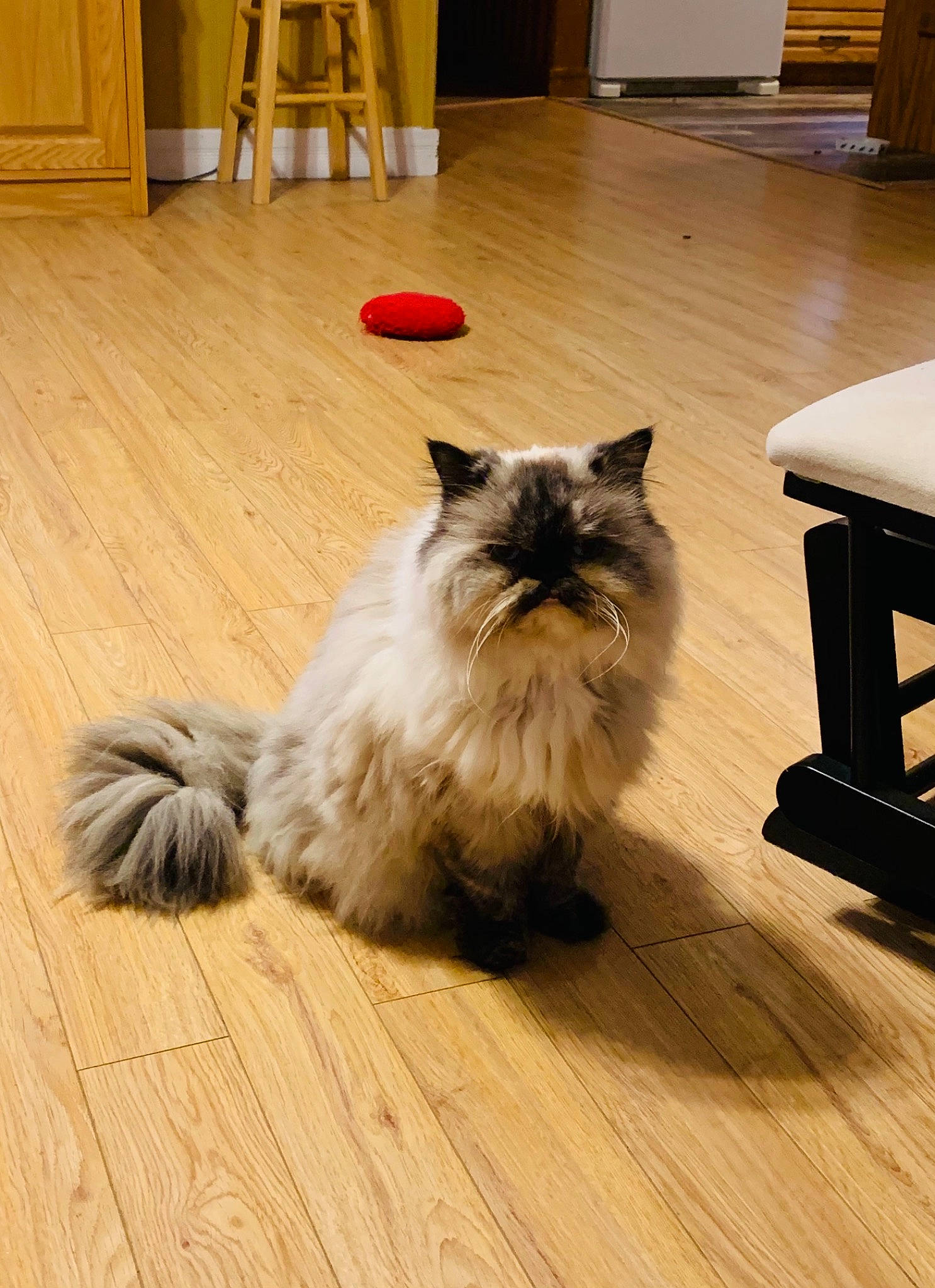 Mercedes is registered to the contest to win money with this photo: carnivore, cat, claw, companion_dog, fawn, felidae, floor, flooring, fur, grey, hardwood, laminate_flooring, plank, small_to_medium_sized_cats, tail, varnish, whiskers, wood, wood_flooring, wood_stain