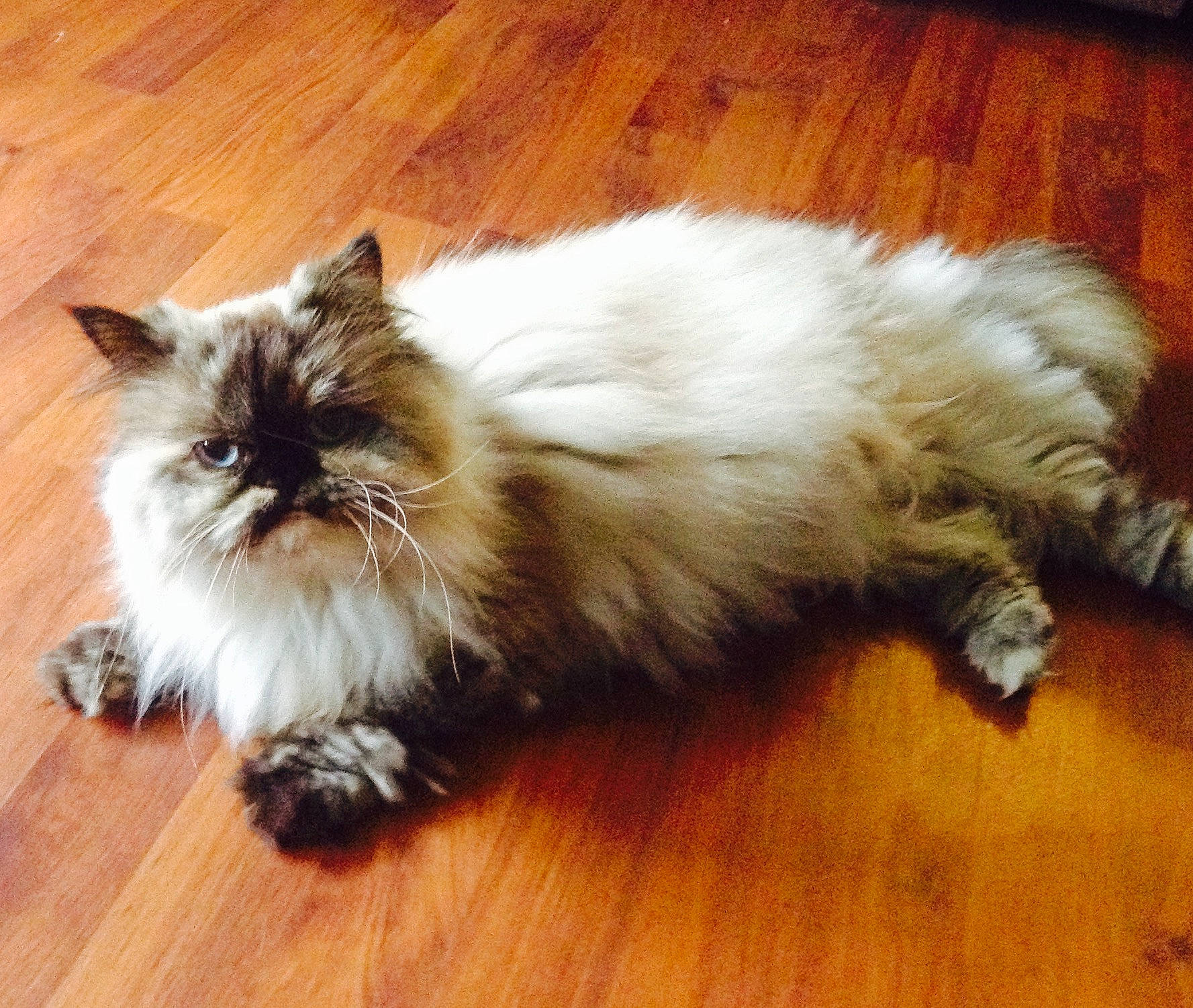 Mercedes joined the competition — help win amazing prizes! carnivore, cat, comfort, companion_dog, fawn, felidae, floor, flooring, fur, hardwood, laminate_flooring, paw, persian, small_to_medium_sized_cats, snout, tail, terrestrial_animal, whiskers, wood, wood_flooring