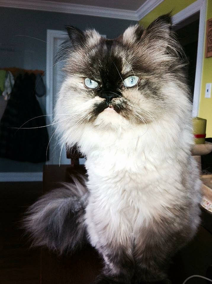 Mercedes joined the competition — help win amazing prizes! art, british_longhair, carnivore, cat, claw, fawn, felidae, fur, paw, persian, plant, small_to_medium_sized_cats, snout, tail, whiskers