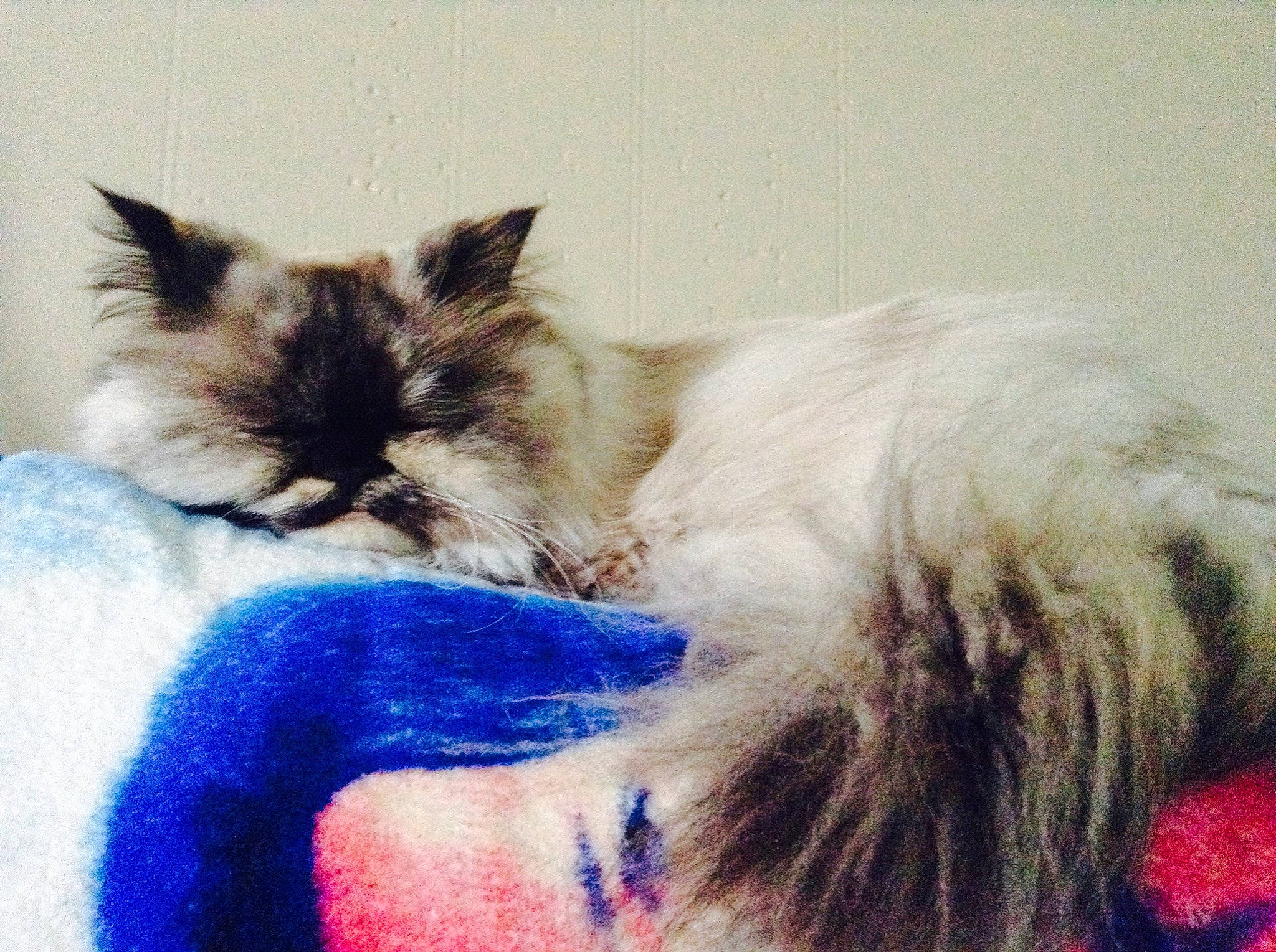 Mercedes joined the competition — help win amazing prizes! carnivore, cat, claw, comfort, companion_dog, couch, electric_blue, fashion_accessory, fawn, felidae, foot, fur, happy, nap, paw, ragdoll, small_to_medium_sized_cats, snout, tail, whiskers