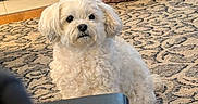Jewel joined the competition — help win amazing prizes! dog, white_dog, fluffy_dog, carpet, patterned_carpet, pet_bed, plush_bed, fireplace, indoor, home, floor, small_dog, curious, sitting, cozy, furniture, living_room, domestic_animal, cute, pet
