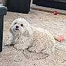 Jewel is registered to the contest to win money with this photo: dog, white_dog, curly_fur, carpet, indoor, toy, plush_toy, red_ball, pet, cute, small_dog, floor, resting, living_room, cozy, fur, animal, domestic_animal, curious, relaxed