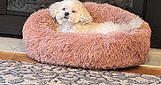 Jewel joined the competition — help win amazing prizes! animal, carpet, cozy, cute, decor, dog, domestic_animal, fireplace, floor, fluffy, furniture, home, indoor, pet_bed, plastic_bottle, plush_bed, relaxed, resting, toy, white_dog