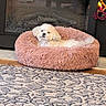 Jewel joined the competition — help win amazing prizes! dog, pet_bed, plastic_bottle, indoor, carpet, fireplace, plush_bed, white_dog, fluffy, relaxed, home, floor, decor, toy, animal, cute, domestic_animal, resting, cozy, furniture