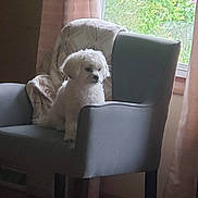 Jewel is registered to the contest to win money with this photo: armchair, blanket, calm, cozy, curtains, daylight, dog, domestic, furniture, home, houseplant_view, indoor, looking_away, pet, quiet, relaxing, side_view, small_dog, white_dog, window