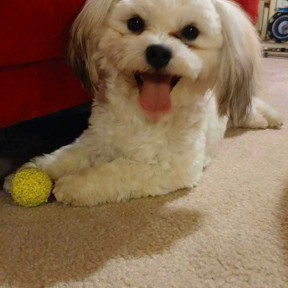 Jewel is registered to the contest to win money with this photo: dog, white_dog, small_dog, tongue_out, carpet, yellow_ball, red_couch, indoor, pet, happy, smiling, animal, fur, ears, paw, playing, relaxed, cute, companion, home