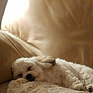 Jewel is registered to the contest to win money with this photo: dog, sleeping, white_dog, couch, blanket, cozy, indoor, pet, resting, fur, leather, comfort, relaxation, home, animal, small_dog, patterned_blanket, soft_light, peaceful, nap