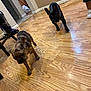 Diamond joined the competition — help win amazing prizes! animal, black, brown, canine, chain, child, collar, dog, domestic, flooring, french_bulldog, home, household, indoor, legs, pet, playful, puppy, walking, wooden_floor