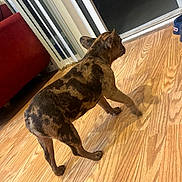 Diamond joined the competition — help win amazing prizes! animal, blinds, brindle, brown, canine, curious, dog, domestic, door, floor, flooring, furniture, glass, home, indoor, pet, red_couch, side_view, walking, wood_floor