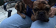 Diamond joined the competition — help win amazing prizes! animal, backyard, blue_top, casual, chair, companion, cushion, daylight, dog, floral_pattern, french_bulldog, garden, lap, outdoor, patio, person, pet, relaxing, sweatpants, wooden_fence