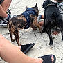 Diamond is registered to the contest to win money with this photo: black_dog, blue, brown_dog, canine, casual, child, concrete, curious, dog, dogs, feet, footwear, harness, interaction, legs, outdoor, people, pet, playful, slippers