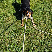 Toune a rejoint le concours — aidez-le/la à gagner de superbes lots ! animal, canine, daytime, dog, ears, field, fur, grass, greenery, leash, nature, outdoor, pet, playful, playing, rope, shadow, snout, sunlight, tug_of_war