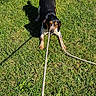 animal, canine, daytime, dog, ears, field, fur, grass, greenery, leash, nature, outdoor, pet, playful, playing, rope, shadow, snout, sunlight, tug_of_war