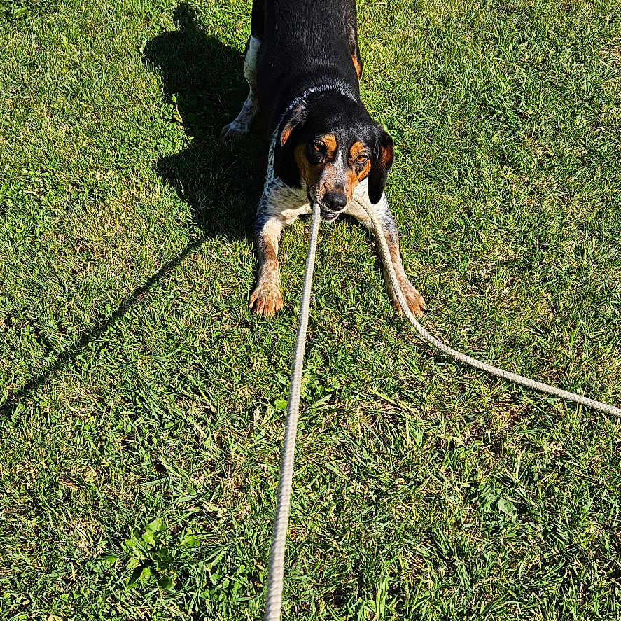 Toune a rejoint le concours — aidez-le/la à gagner de superbes lots ! animal, canine, daytime, dog, ears, field, fur, grass, greenery, leash, nature, outdoor, pet, playful, playing, rope, shadow, snout, sunlight, tug_of_war
