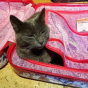 Maya a rejoint le concours — aidez-le/la à gagner de superbes lots ! cat, gray_cat, suitcase, pink, purple, patterned, zipper, pet, feline, resting, cozy, indoor, floor, animal, cute, whiskers, ears, closed_eyes, travel_bag, container