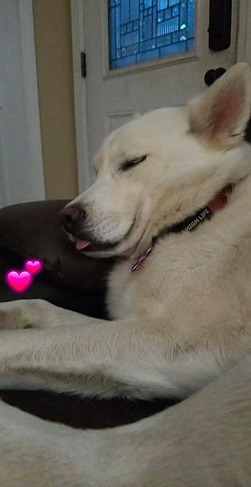 Ana is registered to the contest to win money with this photo: berger_blanc_suisse, canidae, carnivore, companion_dog, dog, dog_breed, ear, indian_spitz, kintamani, kishu, korean_jindo_dog, mammal, non_sporting_group, nose, snout, vertebrate, white_shepherd