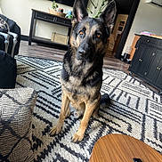 Tucker is registered to the contest to win money with this photo: dog, german_shepherd, pet, living_room, rug, furniture, remote_control, wood_floor, plant, television, table, cushion, black_cabinet, doorway, indoor, alert, sitting, ears_up, brown, black