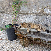 Shadow a rejoint le concours — aidez-le/la à gagner de superbes lots ! cat, tabby_cat, sleeping, bench, stone_bench, moss, plant_pot, plant, leafy_plant, vine, wall, stone_wall, gravel, outdoor, nature, relaxing, resting, animal, pet, peaceful