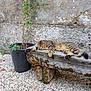 cat, tabby_cat, sleeping, bench, stone_bench, moss, plant_pot, plant, leafy_plant, vine, wall, stone_wall, gravel, outdoor, nature, relaxing, resting, animal, pet, peaceful