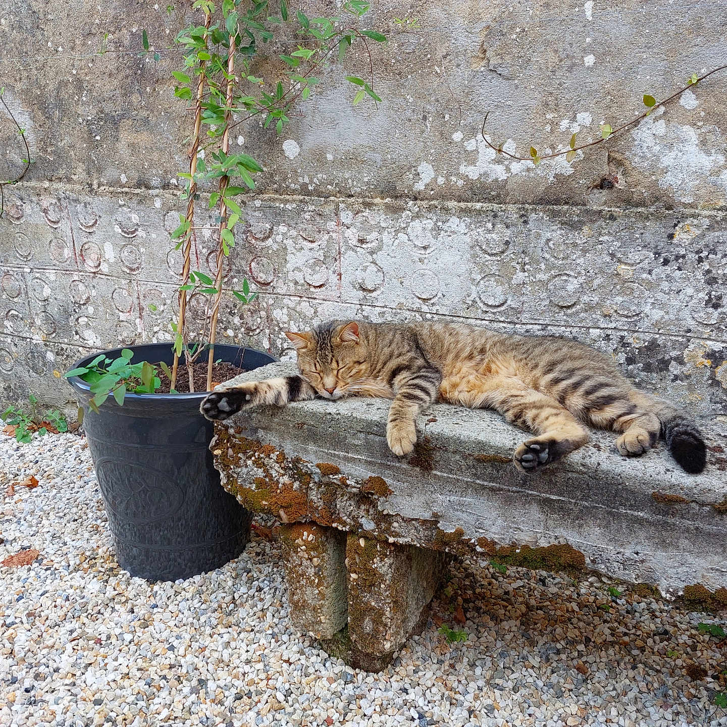 Shadow a rejoint le concours — aidez-le/la à gagner de superbes lots ! animal, bench, cat, gravel, leafy_plant, moss, nature, outdoor, peaceful, pet, plant, plant_pot, relaxing, resting, sleeping, stone_bench, stone_wall, tabby_cat, vine, wall