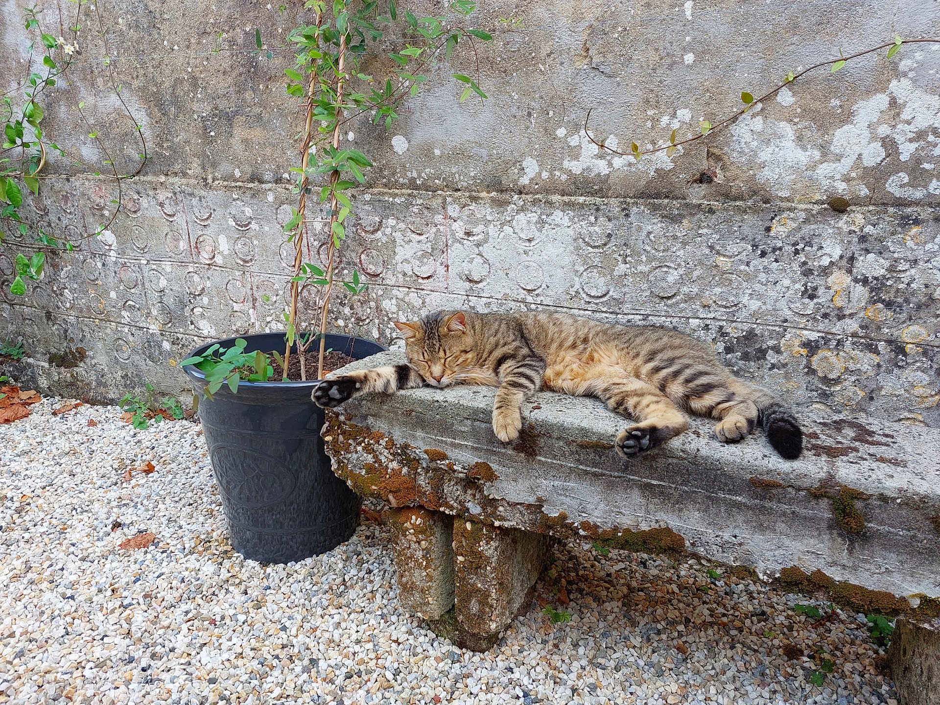 Shadow a rejoint le concours — aidez-le/la à gagner de superbes lots ! cat, tabby_cat, sleeping, bench, stone_bench, moss, plant_pot, plant, leafy_plant, vine, wall, stone_wall, gravel, outdoor, nature, relaxing, resting, animal, pet, peaceful