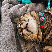 Dragon is registered to the contest to win money with this photo: animal, blanket, cat, close_up, collar, cozy, cute, feline, floral_collar, fur, indoor, nap, pet, relaxed, resting, sleeping, soft_texture, tabby, tongue_out, whiskers