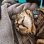 animal, blanket, cat, close_up, collar, cozy, cute, feline, floral_collar, fur, indoor, nap, pet, relaxed, resting, sleeping, soft_texture, tabby, tongue_out, whiskers