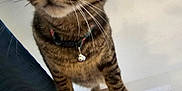 Dragon joined the competition — help win amazing prizes! animal, bathtub, bell, cat, closeup, collar, curious, domestic_cat, feline, fur, household, indoor, looking, paws, pet, portrait, tabby, whiskers, wide_eyes, young_cat