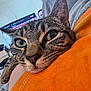 Dragon joined the competition — help win amazing prizes! animal, blurred_background, cat, close_up, comfort, cozy, face, feline, fur, green_eyes, home_interior, indoor, orange_fabric, pet, relaxed, resting, soft_light, tabby, television, whiskers