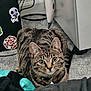 Dragon joined the competition — help win amazing prizes! animal, background, carpet, cat, collar, crouching, curious, domestic, ears, feline, floor, fur, household, indoor, pet, playful, sticker, tabby_cat, whiskers, wide_eyes