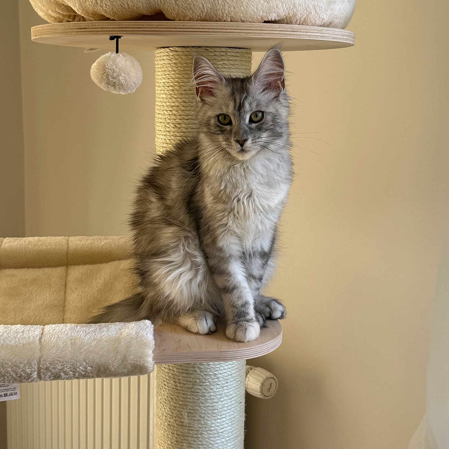 Arya participe au concours pour gagner de l'argent avec cette photo : cat, tabby, feline, pet, cat_tree, indoor, fur, gray, sitting, curious, platform, cozy, soft_lighting, neutral_background, whiskers, ears, paws, closeup, domestic_animal, relaxed