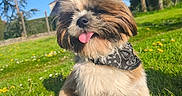 Guizmo participe au concours pour gagner de l'argent avec cette photo : animal, bandana, blue_sky, cute, dandelions, daylight, dog, fluffy, fur, garden, grass, happy, nature, outdoor, pet, playful, small_dog, sunny, tongue_out, trees