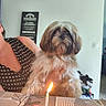 dog, fluffy_dog, birthday_candle, bone_shaped_treat, person, sleeveless_top, patterned_clothing, indoor, table, tablecloth, hand, celebration, pet, animal, light, candle_flame, home, wall, decor, furniture