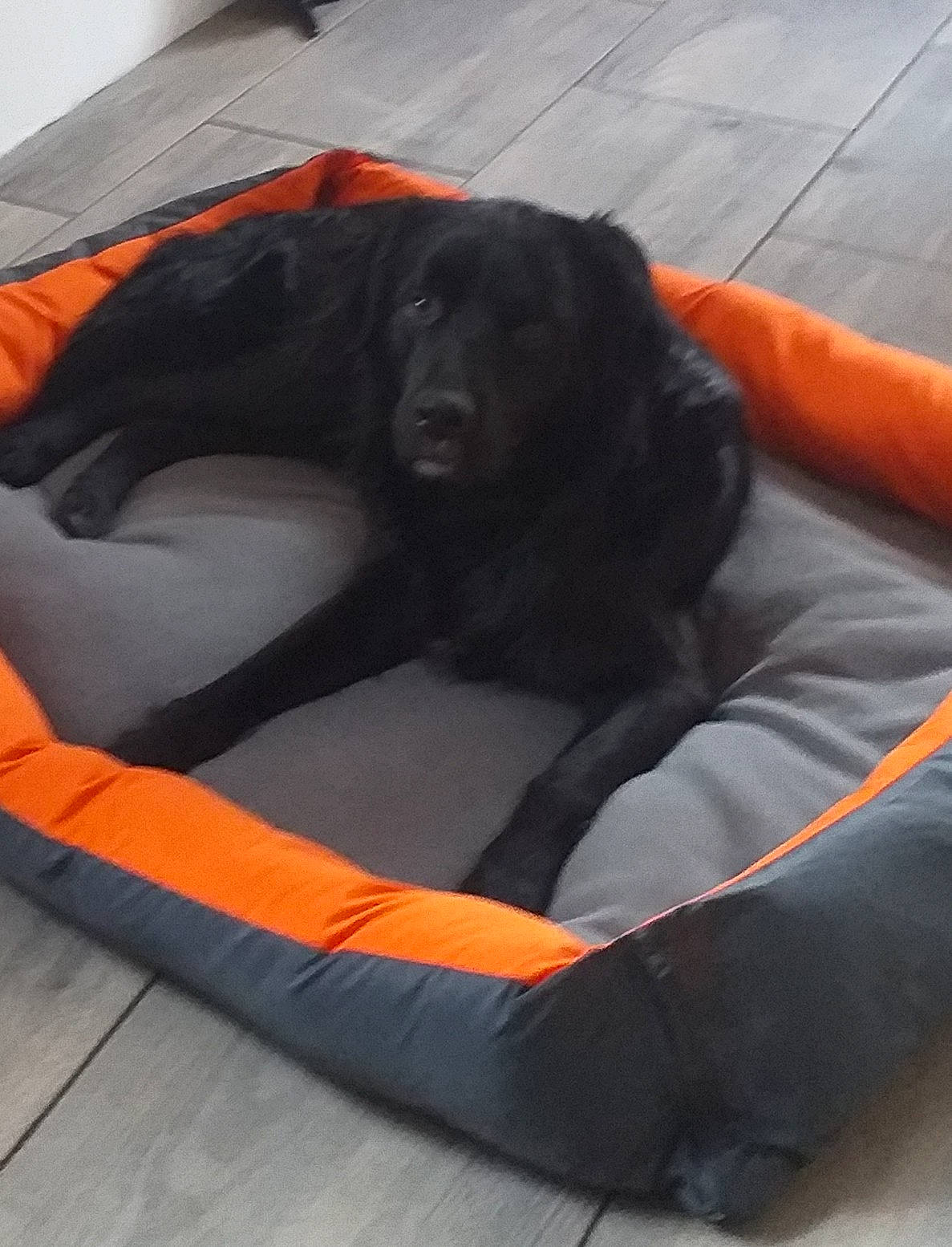 Nero a rejoint le concours — aidez-le/la à gagner de superbes lots ! bean_bag, borador, canidae, carnivore, comfort, companion_dog, dog, dog_breed, dog_supply, guard_dog, gun_dog, orange, pet_supply, snout, sporting_group, terrestrial_animal, working_animal, working_dog