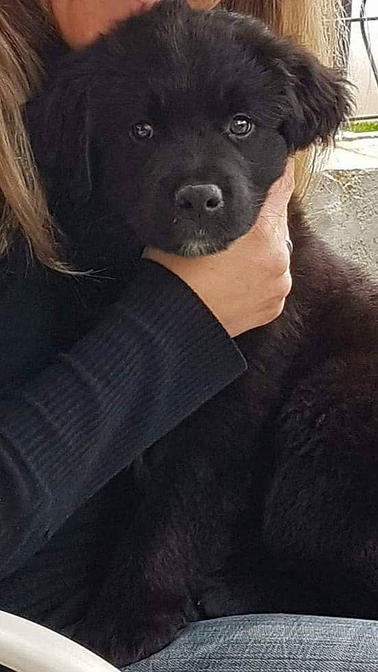 Nero participe au concours pour gagner de l'argent avec cette photo : borador, canidae, carnivore, collar, companion_dog, dog, dog_breed, formal_wear, fur, giant_dog_breed, non_sporting_group, sleeve, snout, sporting_group, whiskers, working_animal, working_dog