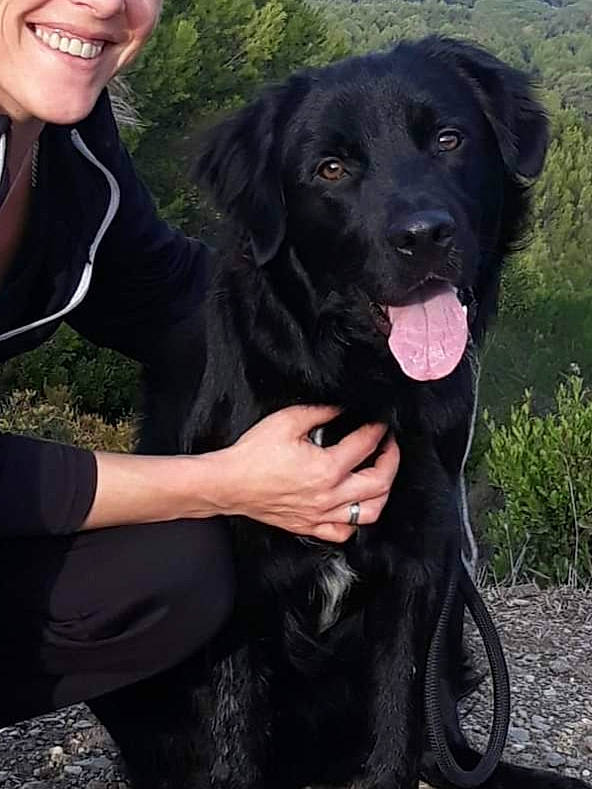 Nero a rejoint le concours — aidez-le/la à gagner de superbes lots ! borador, canidae, carnivore, companion_dog, dog, dog_breed, dog_collar, fur, gesture, grass, gun_dog, happy, hunting_dog, plant, pointing_breed, recreation, retriever, smile, sporting_group, working_animal