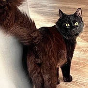 Dwayne participe au concours pour gagner de l'argent avec cette photo : cat, black_cat, fluffy_tail, yellow_eyes, wooden_floor, indoor, pet, animal, curious, feline, looking_back, tail, whiskers, ears, fur, cute, domestic, mammal, standing, closeup