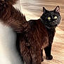 cat, black_cat, fluffy_tail, yellow_eyes, wooden_floor, indoor, pet, animal, curious, feline, looking_back, tail, whiskers, ears, fur, cute, domestic, mammal, standing, closeup