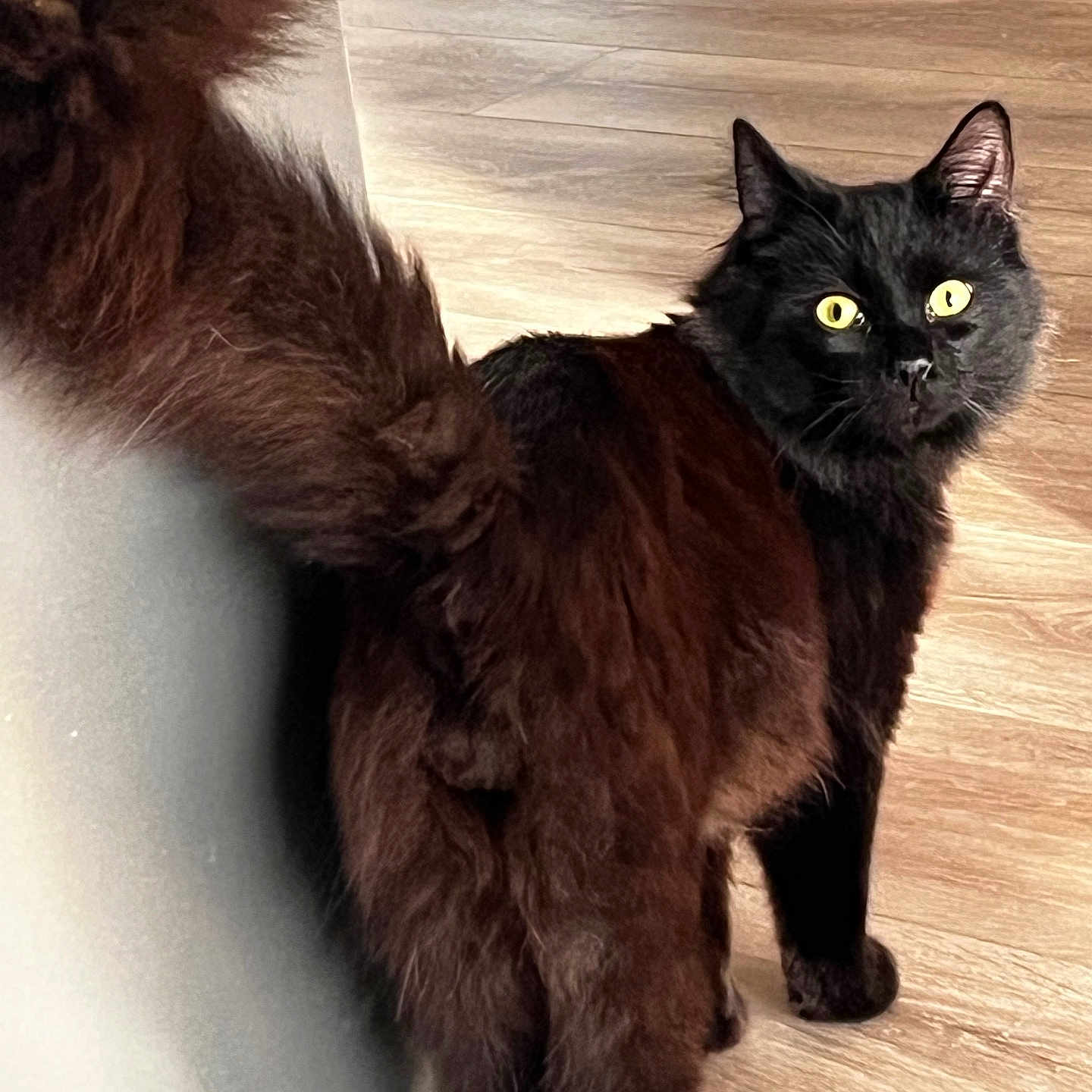 Dwayne participe au concours pour gagner de l'argent avec cette photo : animal, black_cat, cat, closeup, curious, cute, domestic, ears, feline, fluffy_tail, fur, indoor, looking_back, mammal, pet, standing, tail, whiskers, wooden_floor, yellow_eyes
