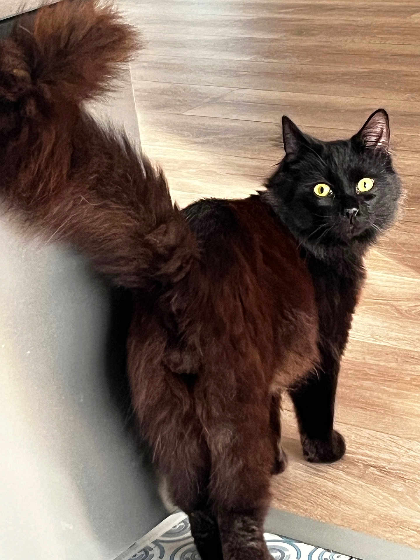 Dwayne participe au concours pour gagner de l'argent avec cette photo : cat, black_cat, fluffy_tail, yellow_eyes, wooden_floor, indoor, pet, animal, curious, feline, looking_back, tail, whiskers, ears, fur, cute, domestic, mammal, standing, closeup