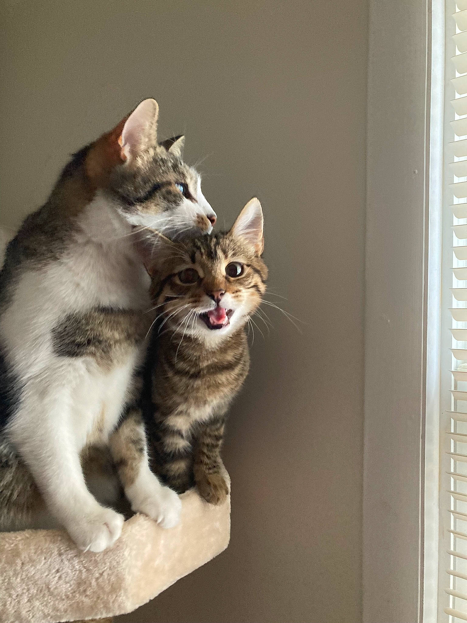 Haru is registered to the contest to win money with this photo: carnivore, cat, claw, comfort, couch, domestic_short_haired_cat, door, felidae, fur, grey, paw, photo_caption, sitting, small_to_medium_sized_cats, snout, tail, whiskers, window, wood