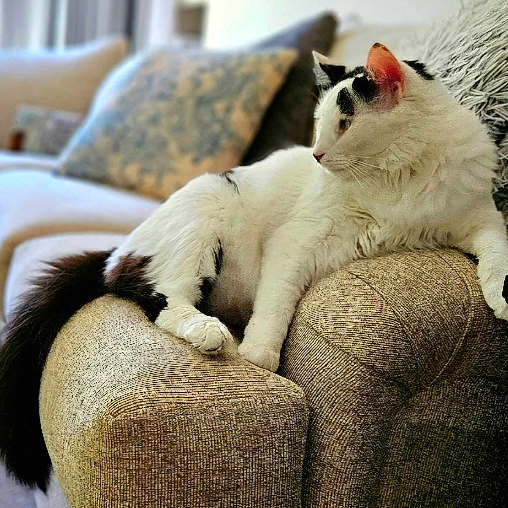 Cannoli is registered to the contest to win money with this photo: animal, architecture, armchair, building, cat, chair, couch, cushion, furniture, homedecor, indoors, livingroom, pet, pillow, recliner, room