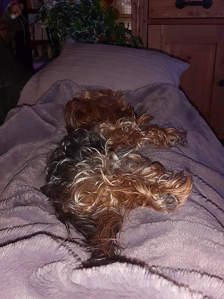 Prisca a rejoint le concours — aidez-le/la à gagner de superbes lots ! bed, bed_frame, bedding, bedroom, carnivore, comfort, companion_dog, dog, dog_breed, door, duvet, floor, flooring, hardwood, linens, liver, plant, textile, tints_and_shades, wood