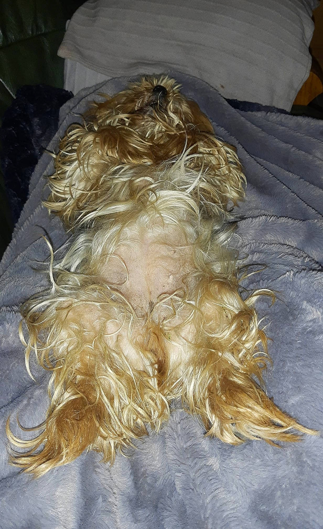 Prisca a rejoint le concours — aidez-le/la à gagner de superbes lots ! canidae, companion_dog, dog_breed, fashion_accessory, fashion_design, feather, fur, liver, metal, natural_material, sporting_group, wool