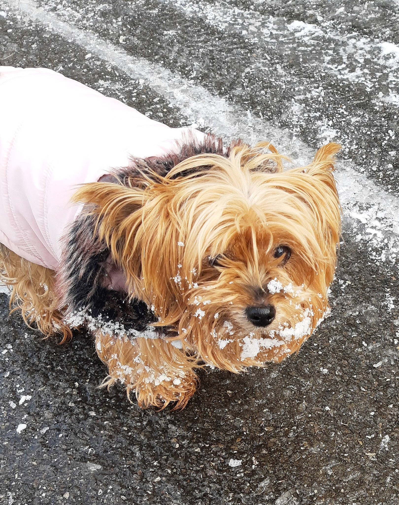 Prisca participe au concours pour gagner de l'argent avec cette photo : biewer_terrier, canidae, carnivore, companion_dog, dog, dog_breed, dog_clothes, dog_supply, fawn, fur, grass, liver, small_terrier, snout, soil, sporting_group, terrier, toy_dog, working_animal, yorkipoo