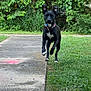 Noelle joined the competition — help win amazing prizes! active, animal, black_dog, canine, collar, daylight, dog, ears_up, energetic, grass, greenery, motion, nature, outdoor, park, pet, playful, running, sidewalk, white_markings