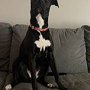 Noelle joined the competition — help win amazing prizes! animal, black_dog, canine, collar, couch, dog, domestic, four_legs, furniture, gray_couch, home, indoor, looking_up, paw, pet, photo_frame, portrait, sitting, wall, white_markings